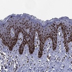 Anti-JUN Antibody