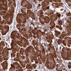 Anti-GAS1 Antibody