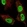 Anti-FOSL1 Antibody