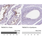 Anti-TMEM210 Antibody