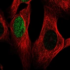 Immunofluorescent staining of human cell line U-2 OS shows localization to nucleus.
