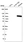Anti-BNC1 Antibody