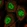Anti-BNC1 Antibody
