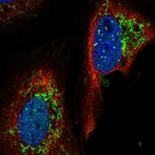 Immunofluorescent staining of human cell line U-2 OS shows localization to nuclear bodies & mitochondria.