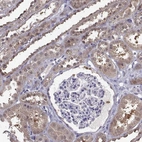 Immunohistochemical staining of human kidney shows high expression.