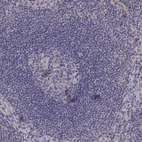 Immunohistochemical staining of human lymph node shows low expression as expected.