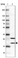 Anti-BTF3L4 Antibody