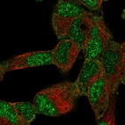 Immunofluorescent staining of human cell line SH-SY5Y shows localization to nucleoplasm & cytosol.