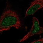Immunofluorescent staining of human cell line U-2 OS shows localization to nucleus.