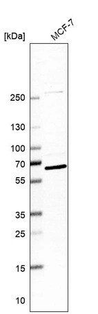 Western blot analysis in human cell line MCF-7.