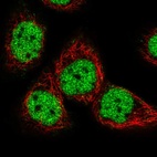 Immunofluorescent staining of human cell line HaCaT shows localization to nucleoplasm.