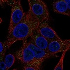 Immunofluorescent staining of human cell line Hep G2 shows localization to vesicles.