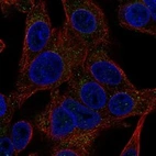 Immunofluorescent staining of human cell line Hep G2 shows localization to vesicles.