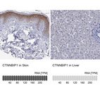 Anti-CTNNBIP1 Antibody