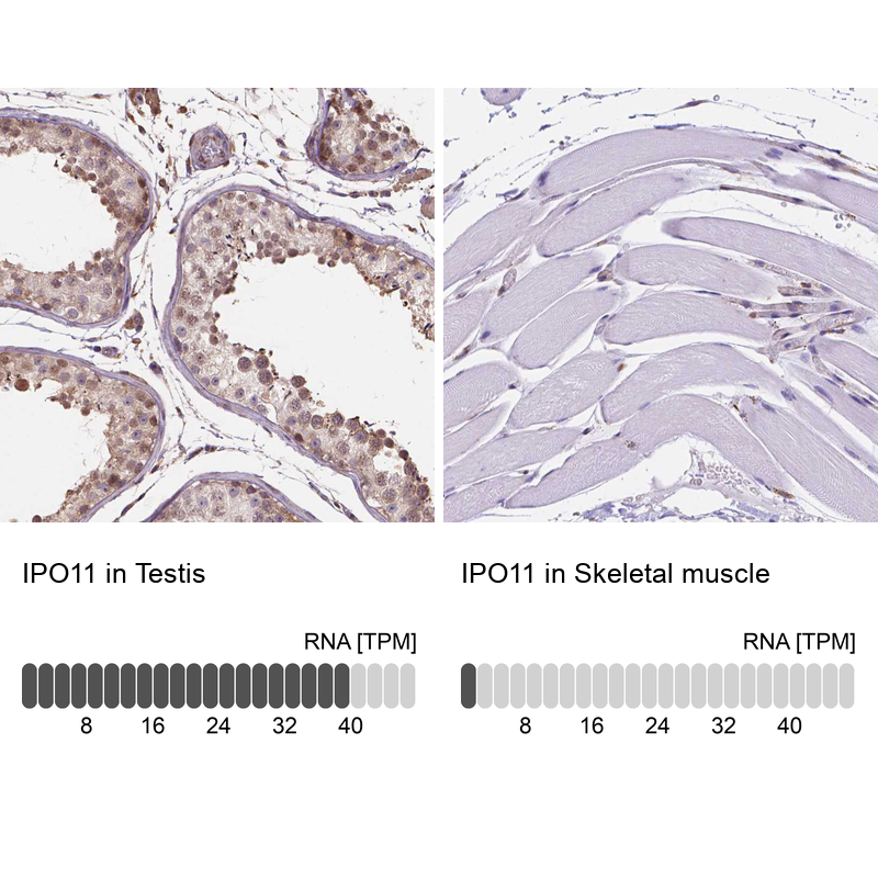 Anti-IPO11 Antibody