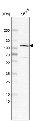 Western blot analysis in human cell line Daudi.