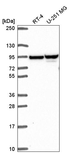Anti-ZNF341 Antibody