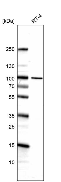Anti-ZNF341 Antibody