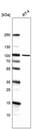 Anti-ZNF341 Antibody