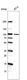 Anti-ZNF341 Antibody