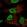 Anti-ZNF341 Antibody