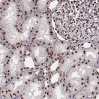 Anti-THAP3 Antibody