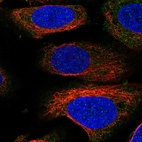 Immunofluorescent staining of human cell line U-2 OS shows localization to cytosol.
