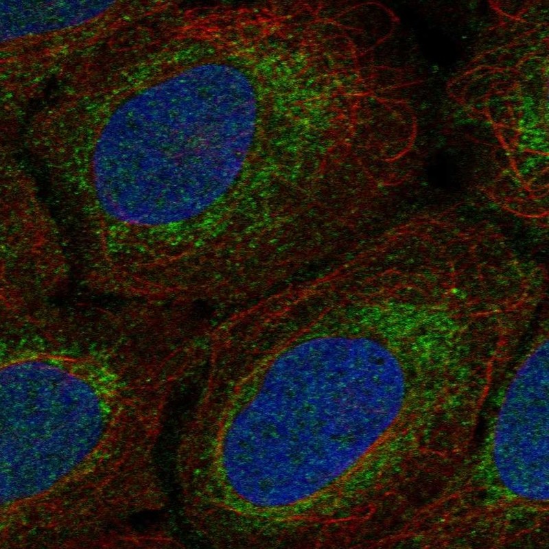 Anti-MRPS15 Antibody