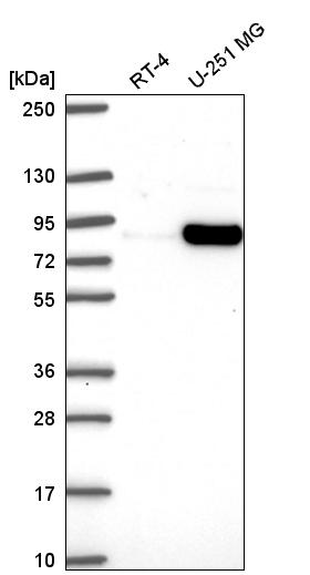 Anti-MYSM1 Antibody