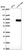 Anti-MYSM1 Antibody