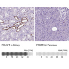 Anti-POU3F3 Antibody