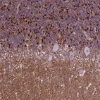 Immunohistochemical staining of human cerebellum shows moderate to strong nuclear positivity in cells in granular layer.