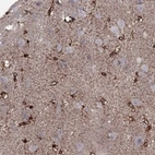 Anti-SNTA1 Antibody