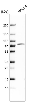 Anti-PABPC1 Antibody