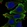 Anti-EFNB1 Antibody
