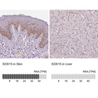 Anti-SOX15 Antibody