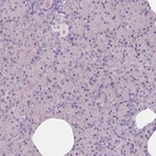 Immunohistochemical staining of human pancreas shows no positivity in exocrine glandular cells as expected.