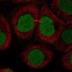 Immunofluorescent staining of human cell line HaCaT shows localization to nucleus.