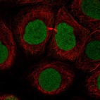 Anti-SOX15 Antibody