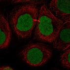 Immunofluorescent staining of human cell line HaCaT shows localization to nucleus.