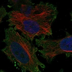 Anti-KCNV1 Antibody