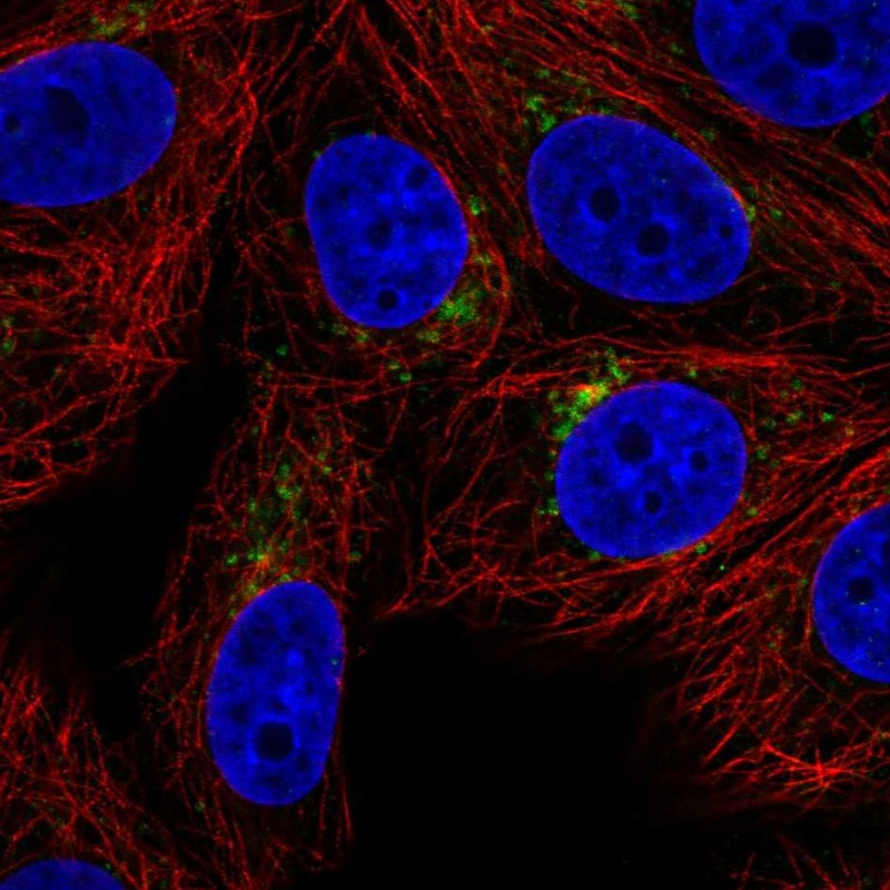 Anti-SPPL2A Antibody
