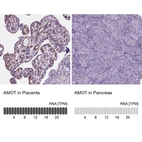 Anti-AMOT Antibody