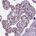 Immunohistochemical staining of human placenta shows strong membranous positivity in endothelial cells.