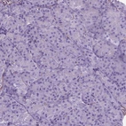Immunohistochemical staining of human pancreas shows no positivity in exocrine glandular cells as expected.