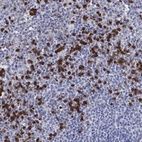 Anti-GPR171 Antibody