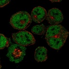 Anti-CITED2 Antibody