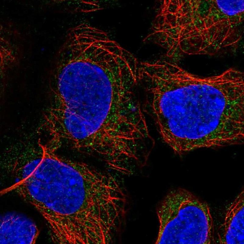 Anti-PICK1 Antibody