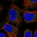 Anti-PICK1 Antibody