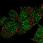 Anti-POLE Antibody